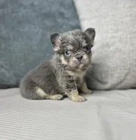 AKC Remi, a female French Bulldog for sale in Bonne Terre, MO – Photo 2 of 6