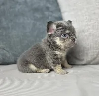 AKC Remi, a female French Bulldog for sale in Bonne Terre, MO – Photo 3 of 6