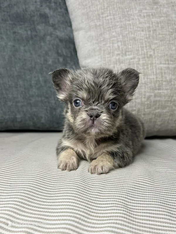 AKC Remi – French Bulldog puppy for sale in Bonne Terre, MO