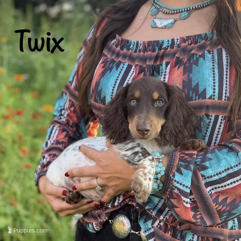 AKC Twix – Miniature Dachshund puppy for sale in Bonne Terre, MO