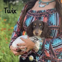 AKC Twix, a male Miniature Dachshund for sale in Bonne Terre, MO – 1 of 10