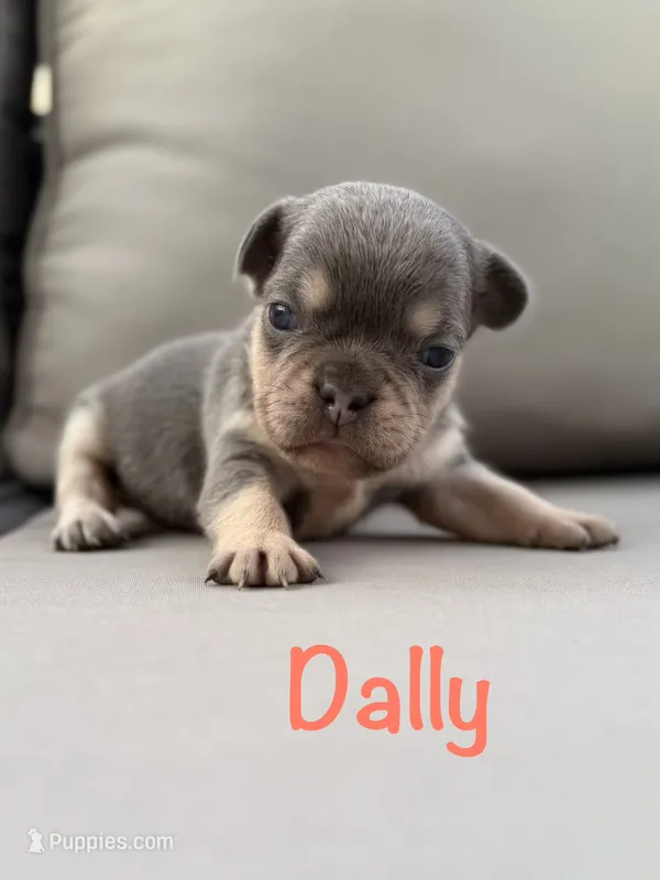 AKC Dally – French Bulldog puppy for sale in Bonne Terre, MO