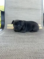 AKC Madden, a male French Bulldog for sale in Bonne Terre, MO – 5 of 7