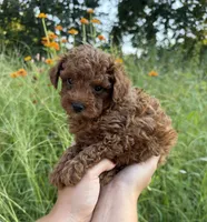Rocco , a male Poodle - Toy  for sale in Bonne Terre, MO – 6 of 8