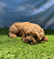 APRI Asher, a male Cavapoo for sale in Bonne Terre, MO – 4 of 10