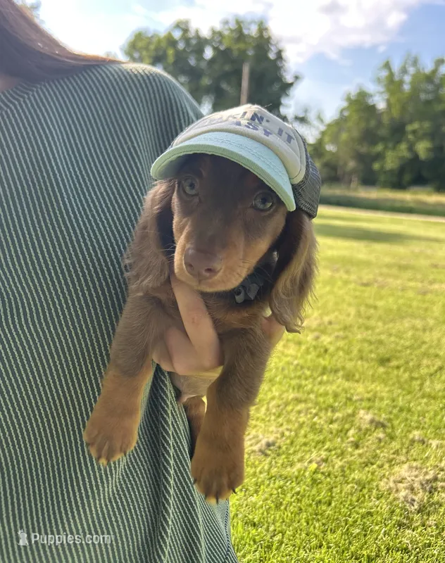 AKC Denver  – Miniature Dachshund puppy for sale in Bonne Terre, MO