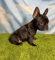 AKC Jada, a female French Bulldog for sale in Bonne Terre, MO – 4 of 9