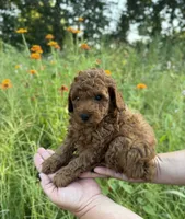 Rex, a male Poodle - Toy  for sale in Bonne Terre, MO – 6 of 8