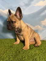AKC Jagger, a male French Bulldog for sale in Bonne Terre, MO – 2 of 10