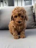 Harper , a female Poodle - Miniature  for sale in Bonne Terre, MO – 6 of 8