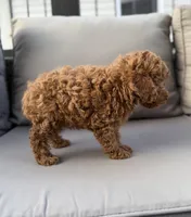 Harper , a female Poodle - Miniature  for sale in Bonne Terre, MO – 8 of 8