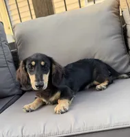 AKC Sutton , a male Miniature Dachshund for sale in Bonne Terre, MO – 4 of 10