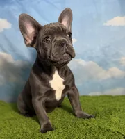 AKC Marlie, a female French Bulldog for sale in Bonne Terre, MO – 3 of 10