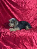 APRI Handsome Holt, a male Yorkshire Terrier for sale in Bonne Terre, MO – 4 of 6
