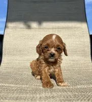 APRI Annie, a female Cavapoo for sale in Bonne Terre, MO – 7 of 7