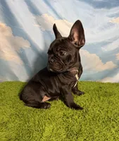 AKC Jada, a female French Bulldog for sale in Bonne Terre, MO – 2 of 9