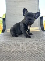AKC Marlie, a female French Bulldog for sale in Bonne Terre, MO – 2 of 5