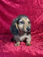 AKC Baylor , a male Miniature Dachshund for sale in Bonne Terre, MO – 2 of 10