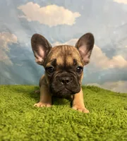 AKC Jagger, a male French Bulldog for sale in Bonne Terre, MO – 10 of 10