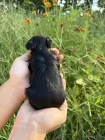 Drew, a male Yorkshire Terrier for sale in Bonne Terre, MO – 8 of 8