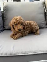 Houston , a male Poodle - Miniature  for sale in Bonne Terre, MO – 7 of 7