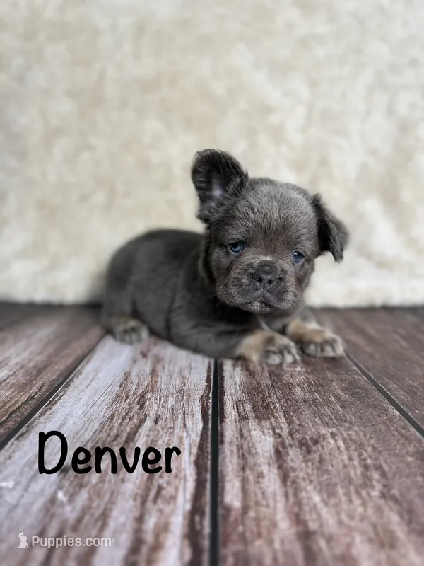 AKC Denver – French Bulldog puppy for sale in Bonne Terre, MO