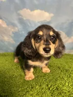 AKC Scout , a male Miniature Dachshund for sale in Bonne Terre, MO – 7 of 10