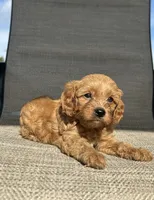 APRI Talon , a male Cavapoo for sale in Bonne Terre, MO – 3 of 10