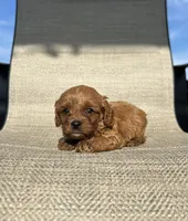 APRI Atlas , a male Cavapoo for sale in Bonne Terre, MO – 3 of 4