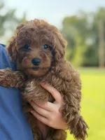 Lottie , a female Poodle - Miniature  for sale in Bonne Terre, MO – 4 of 6