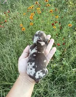 AKC Dolly, a female Miniature Dachshund for sale in Bonne Terre, MO – 3 of 10