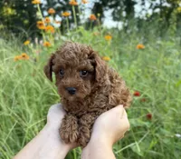 Rocco , a male Poodle - Toy  for sale in Bonne Terre, MO – 4 of 8