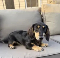 AKC Sutton , a male Miniature Dachshund for sale in Bonne Terre, MO – 3 of 10