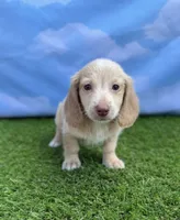 AKC Cash, a male Miniature Dachshund for sale in Bonne Terre, MO – 5 of 9