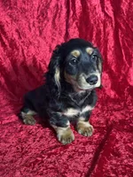 AKC Lenny, a male Miniature Dachshund for sale in Bonne Terre, MO – Photo 6 of 7