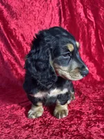 AKC Lenny, a male Miniature Dachshund for sale in Bonne Terre, MO – Photo 3 of 7