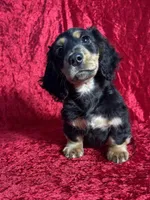 AKC Lenny, a male Miniature Dachshund for sale in Bonne Terre, MO – Photo 4 of 7