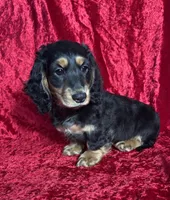 AKC Lenny, a male Miniature Dachshund for sale in Bonne Terre, MO – Photo 5 of 7