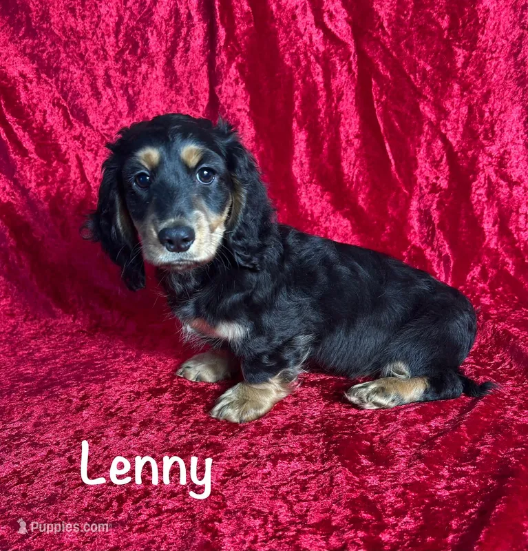 AKC Lenny