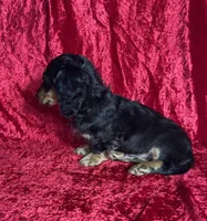 AKC Lenny, a male Miniature Dachshund for sale in Bonne Terre, MO – Photo 7 of 7