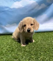 AKC Patton, a male Miniature Dachshund for sale in Bonne Terre, MO – 4 of 10