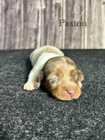 APRI Paxton, a male Miniature Dachshund for sale in Bonne Terre, MO – Photo 9 of 10