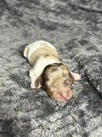 APRI Paxton, a male Miniature Dachshund for sale in Bonne Terre, MO – Photo 2 of 6