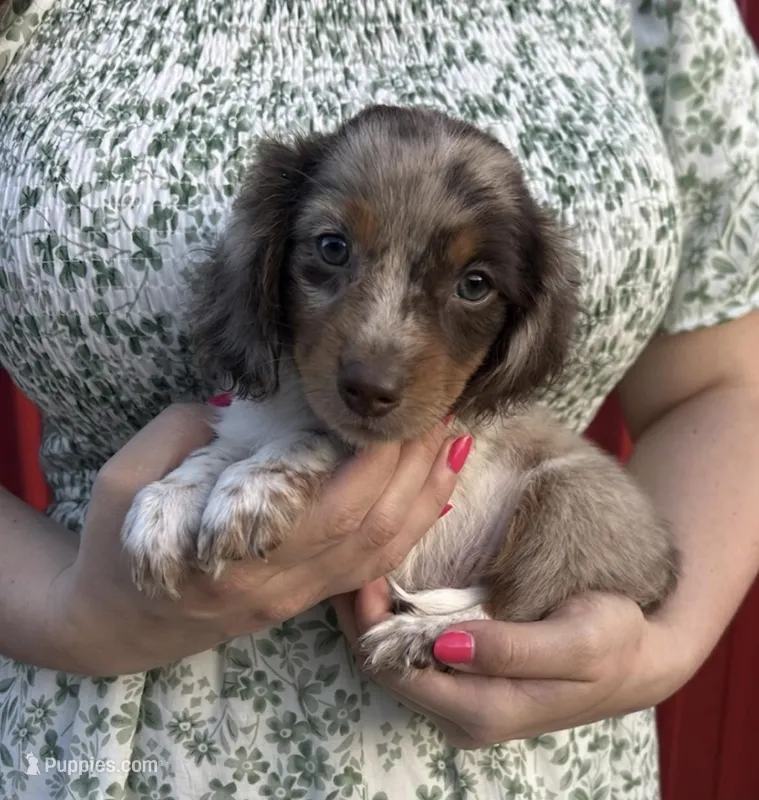 APRI Paxton – Miniature Dachshund puppy for sale in Bonne Terre, MO