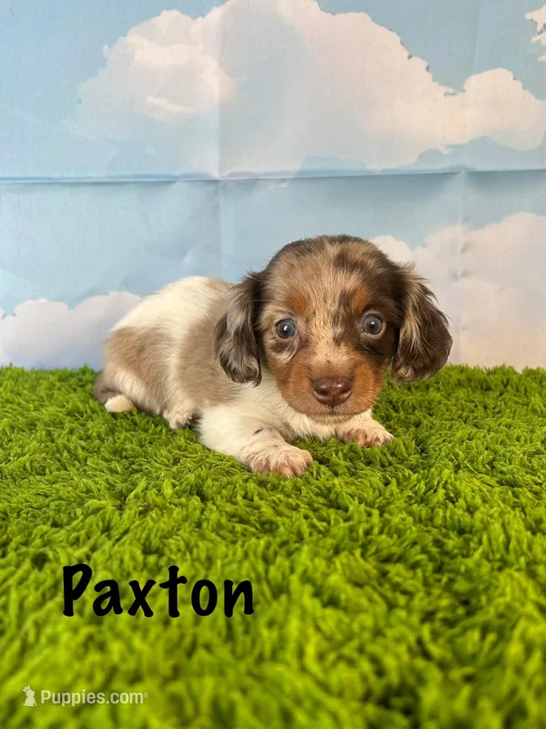 APRI Paxton – Miniature Dachshund puppy for sale in Bonne Terre, MO