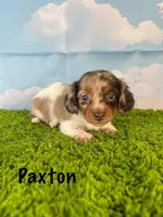 APRI Paxton, a male Miniature Dachshund for sale in Bonne Terre, MO – Photo 6 of 10
