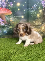 APRI Paxton, a male Miniature Dachshund for sale in Bonne Terre, MO – Photo 2 of 10