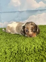 APRI Paxton, a male Miniature Dachshund for sale in Bonne Terre, MO – Photo 8 of 10
