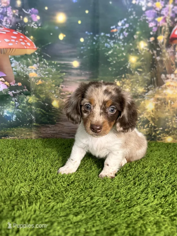 APRI Paxton – Miniature Dachshund puppy for sale in Bonne Terre, MO