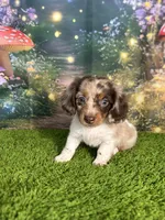 APRI Paxton, a male Miniature Dachshund for sale in Bonne Terre, MO – Photo 1 of 10